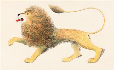 Lion portrait
