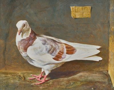 Gray Pidgeon