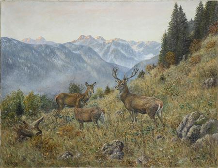 Red deer in the high mountains