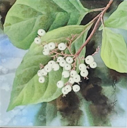 "Flowering Dogwood Berries"