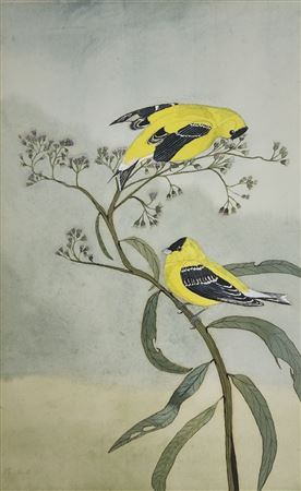 Orioles