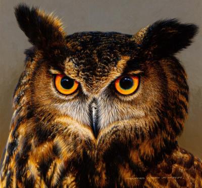 Eurasian Eagle-Owl (2008)