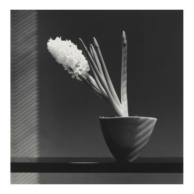 Hyacinth