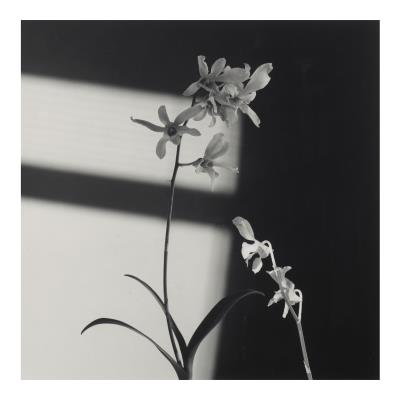 Flowers (Orchid)