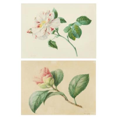 Two Rose Studies (2)