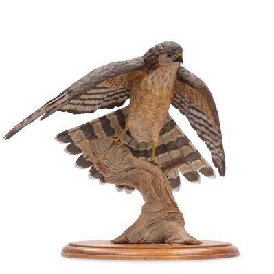 Cooper's Hawk