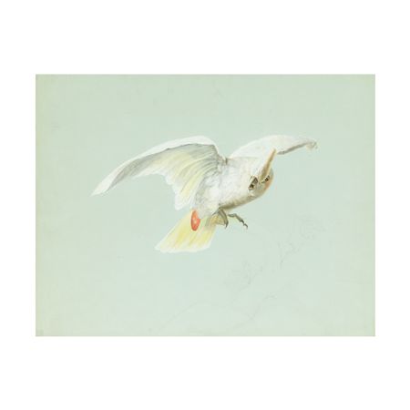 Cockatoo with Spread Wings