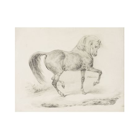 Study of a dappled horse