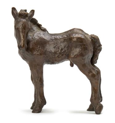 Foal
