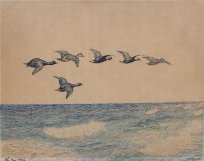 Flying common scoters