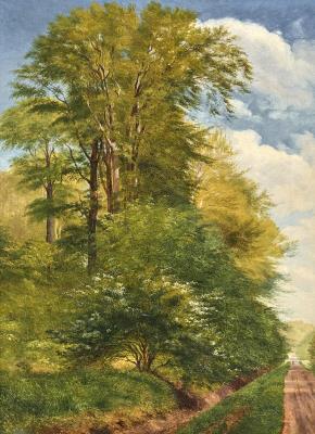 On the outskirts of a beech forest