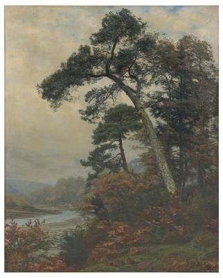 Tall trees on a fall day at a river bank. A forest worker walking on a path.