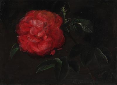 A red rose