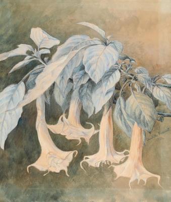 Angel's Trumpets