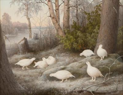 Ptarmigans