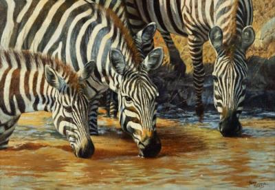 Zebras Drinking