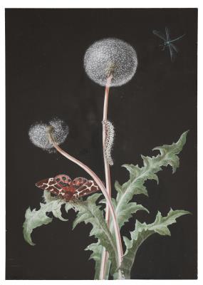 A dandelion with a dragonfly, a Garden Tiger moth and a caterpillar