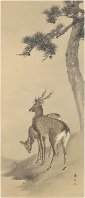 Deer under pine tree