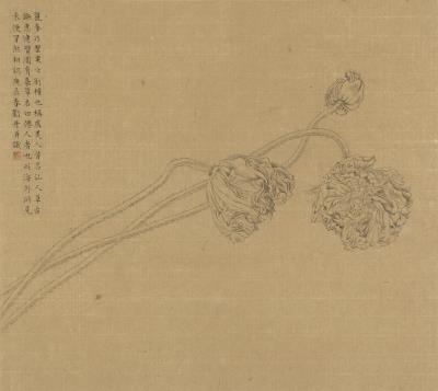 Poppies