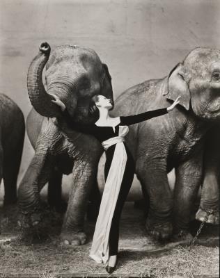 Dovima with Elephants, Evening Dress by Dior, Cirque d'Hiver, Paris, 1955