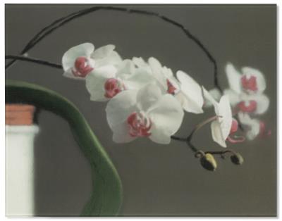 Orchid II