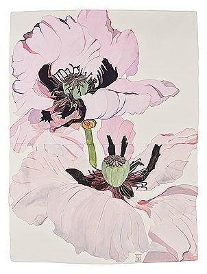 Papaver orientale I