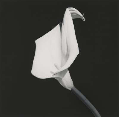 Robert Mapplethorpe biographical photo
