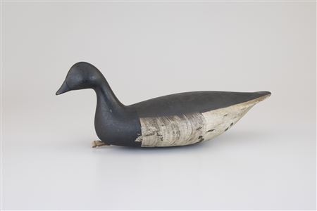 Outstanding Swimming Brant