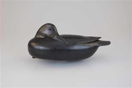 Sleeping Black Duck
