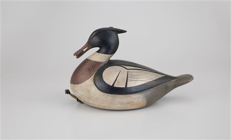 High-Tri Merganser Drake with Mussel