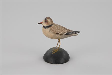 Miniature Piping Plover