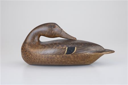 Exceptional Preening Mallard Hen
