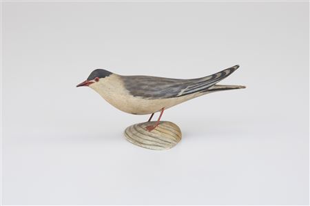 Miniature Tern on Clamshell