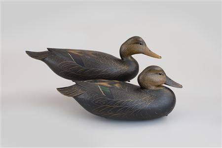 Black Duck Pair with Hybrid