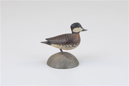 Miniature Ruddy Duck