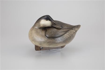 Preening Ruddy Duck
