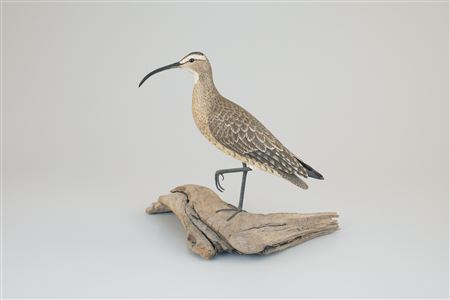 Curlew by Mark Holland - Auction record, sale price, and art valuation. Compare with similar artists and explore comparable artworks.