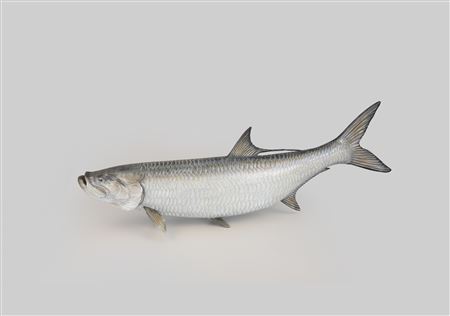 Trophy Tarpon Carving by Mike Borrett - Auction record, sale price, and art valuation. Compare with similar artists and explore comparable artworks.