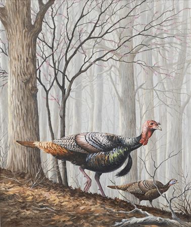 Turkeys