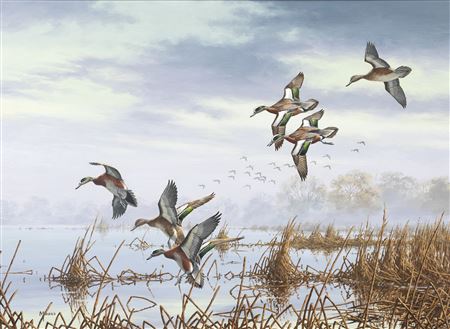 In to Feed - Wigeon by David Maass - Auction record, sale price, and art valuation. Compare with similar artists and explore comparable artworks.
