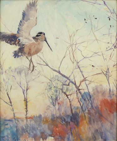 Flying Woodcock
