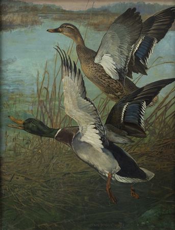 The DuPont Infallible Mallards