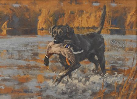 Marsh Dog