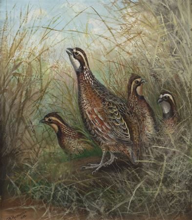 Bobwhite Quail