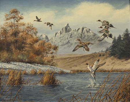 Grand Teton Pintails
