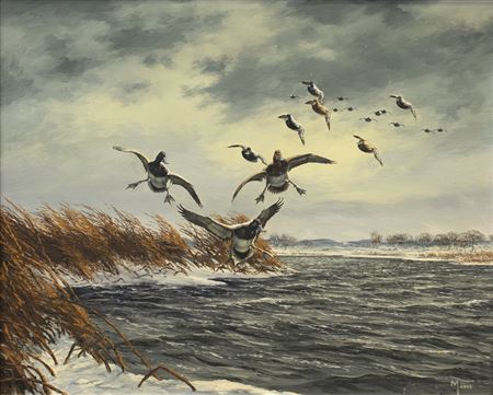 Bluebills