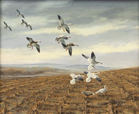 Snow Geese Landing