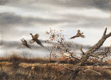 Flushed Pheasants