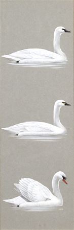 Three Swans