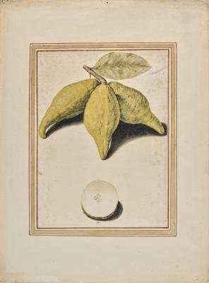 Trois cédrats limonés (Citrus limonimedica) attachés à une branche et un coupé